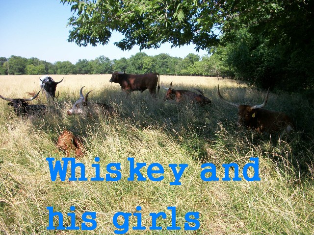 whiskeygirls.jpg